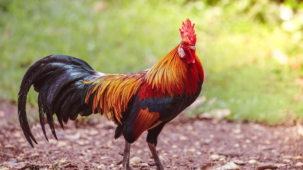 Photo a rooster with beautiful feathers in the morning sun
