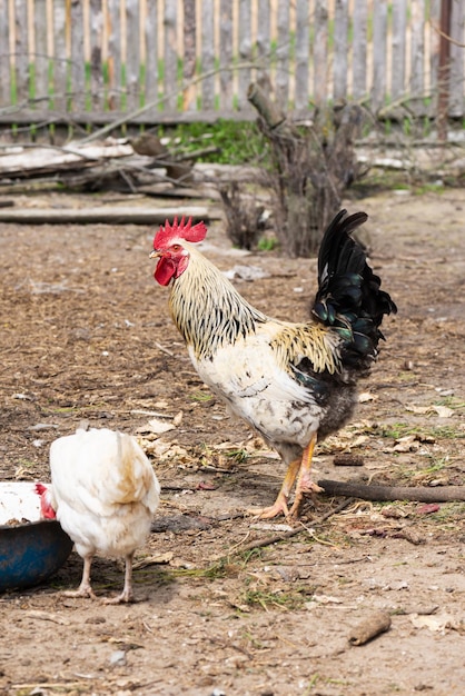 Rooster with chicken in the poultry yard