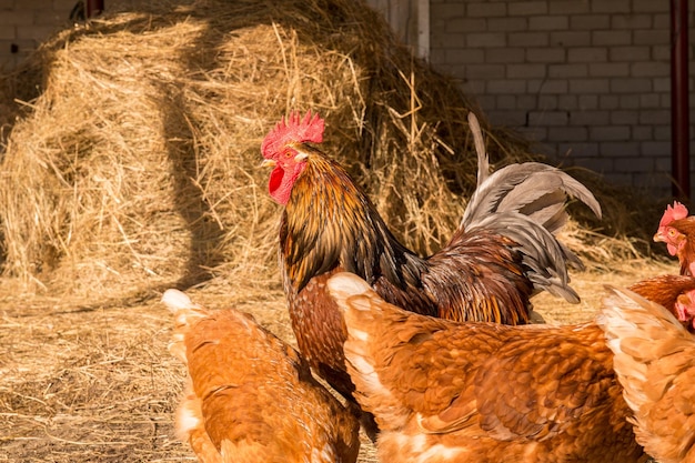 Rooster with chickens walking on a hay at the countryside. flock of chickens grazing on the hay. Hen grazing in field. Welsummer chicken hen walking with several other chickens.