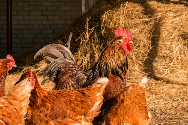 Rooster with chickens walking on a hay at the countryside. flock of chickens grazing on the hay. Hen grazing in field. Welsummer chicken hen walking with several other chickens.