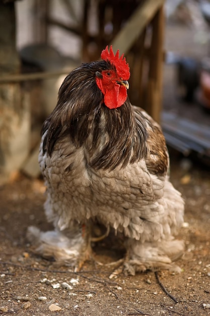 Premium Photo Rooster With Hairy Legs On A Farm