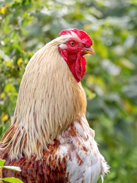 Rooster with orange and brown feathers close up on blurred background