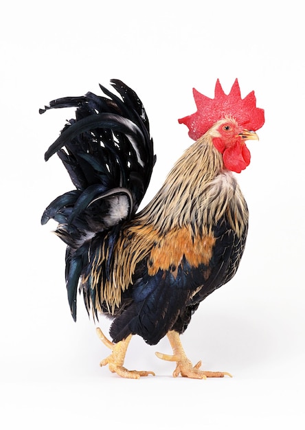 a rooster with a red comb on its head