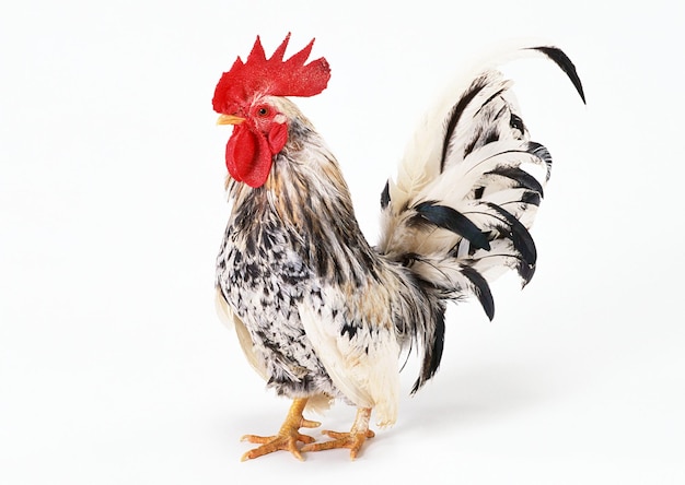 a rooster with a red comb on its head