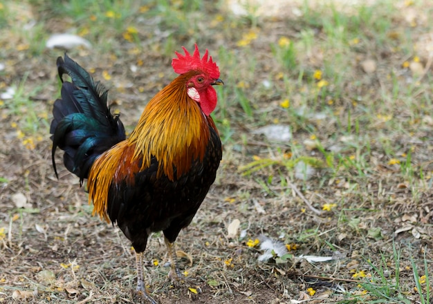 Rooster with red crest on the grass