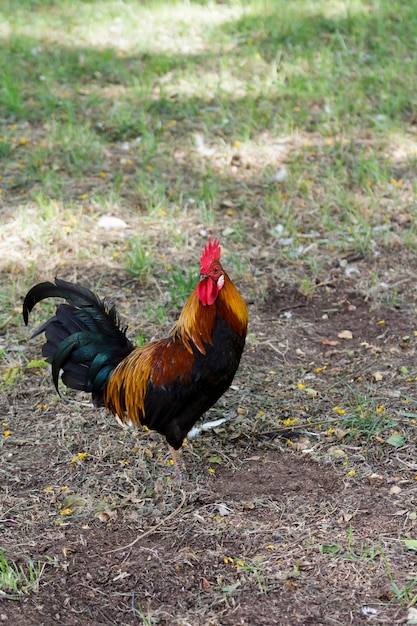 Rooster with red crest on the grass