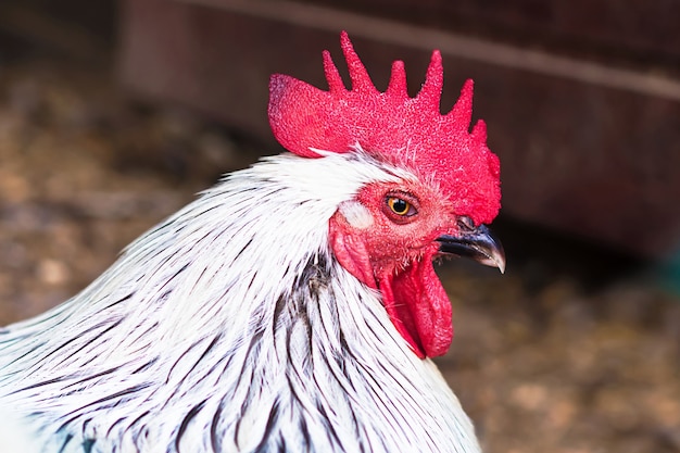 Rooster with white feathers and red comb