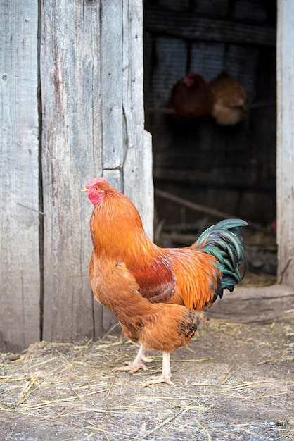 Foto il gallo sul legno