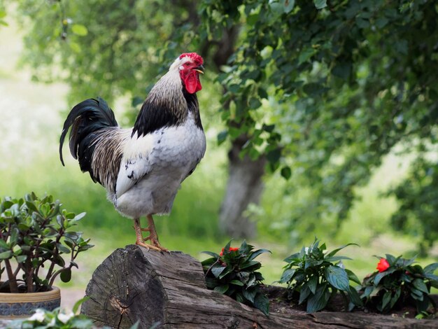 Rooster on a wooden flower pot