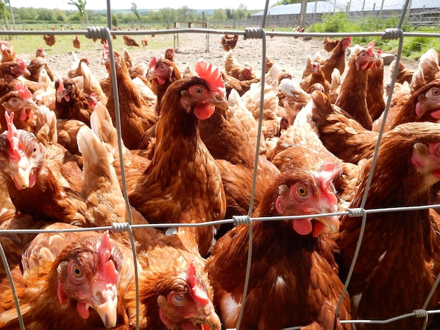 roosters in cage