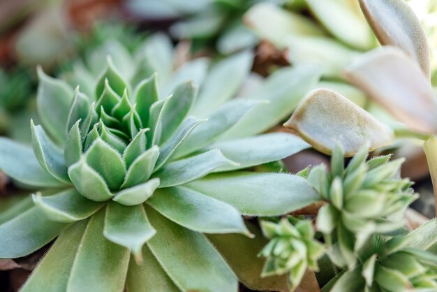 Roosvormige echeveria succulent in een succulente tuin thuis