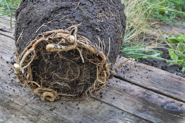 ナツメヤシの木のルート バウンド フェニックス dactylifera をクローズ アップ 植え替えの過程で