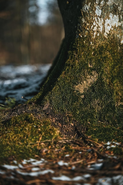 Root covered with green moss with forest in the background Close up of tree trunk in the woods