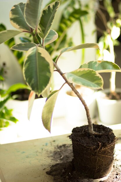 Root of ficus on the table before repotting