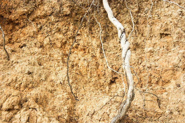 Foto radicare nel terreno