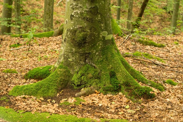The root of a large tree overgrown with moss