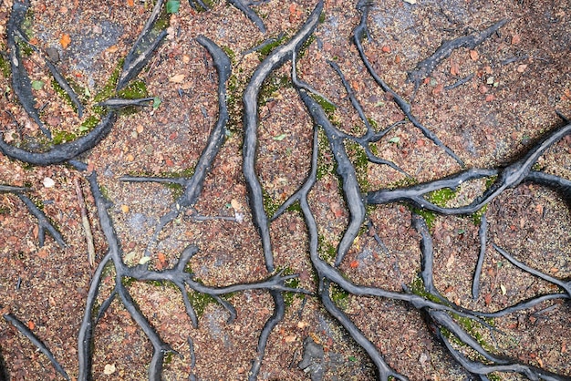 The root system of a large tree in the forest winding roots