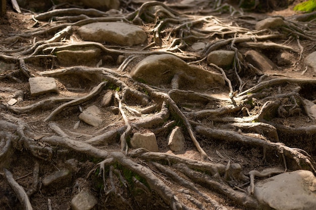 Photo the root system of trees.