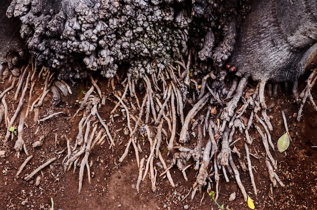 Foto radice dell'albero nel terreno