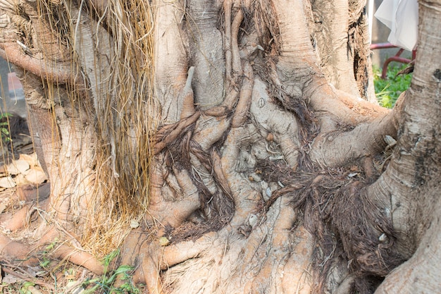 Root tree trunk