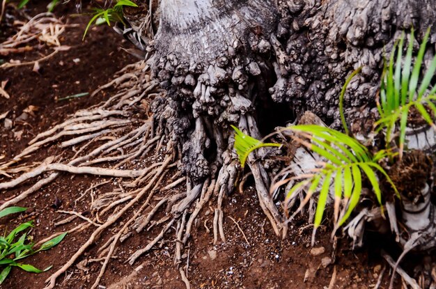 Root of the Tree