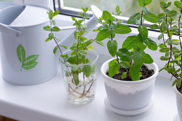 Rooting of mint on window sill