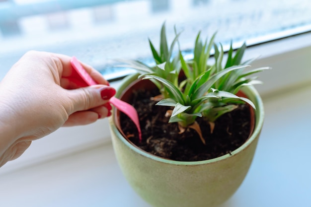 Rooting pineapple at home