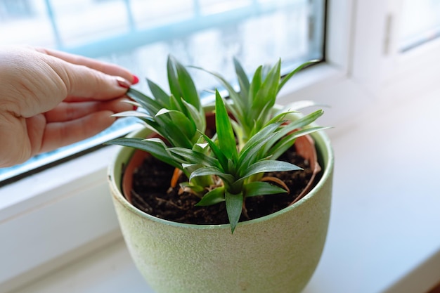 Rooting pineapple at home