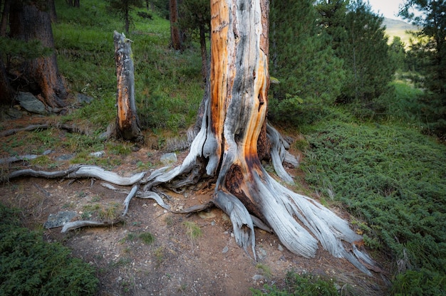 Roots of a 100yearold stone pine tree