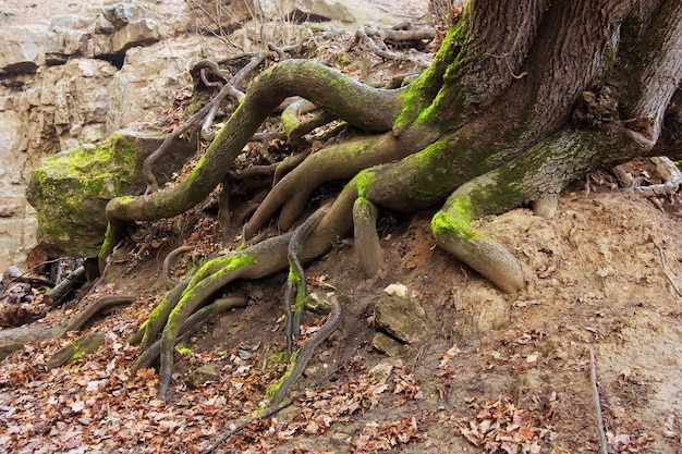 The roots of the big old tree. Mountain Forest. Close-up