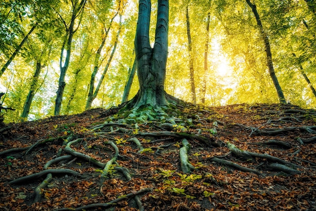 Foto radici del grande albero su una foresta