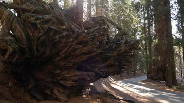 Roots of fallen sequoia, giant redwood tree trunk in forest. Uprooted large coniferous pine lies in national park of Northern California, USA. Environmental conservation and tourism. Old-growth woods.