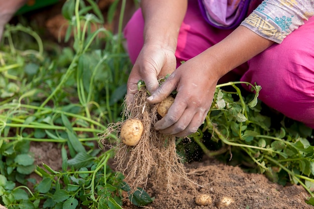 Roots full potatoes are showing a worker at Thakurgong Bangladesh