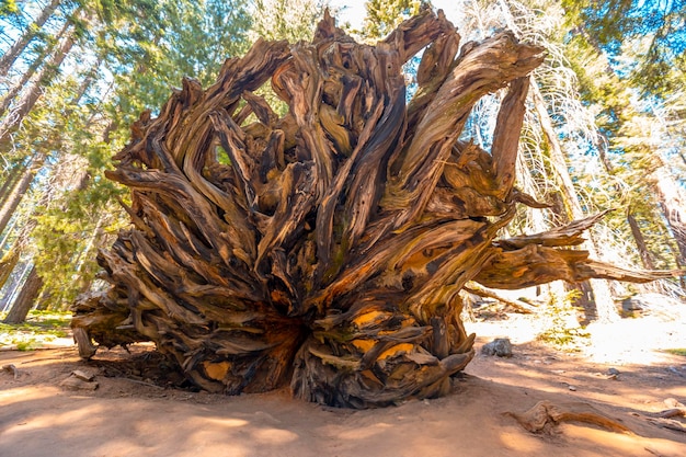 The roots of a giant tree in Sequoia National Park California United States