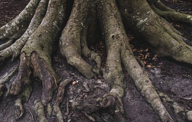 Le radici di un grande vecchio albero crescono nel terreno e si ramificano.