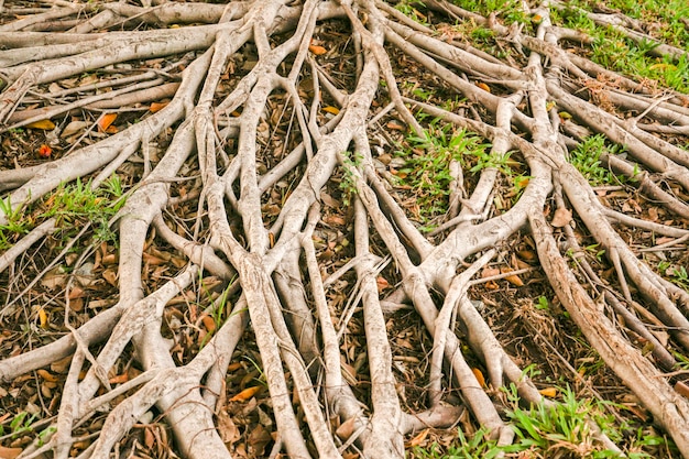 Photo the roots of a large tree covered the ground.