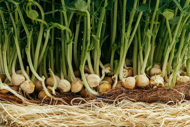 Photo roots of micro green plant close up