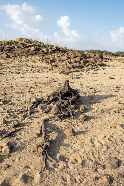 The roots of an old dry trunk on the sand of the beach