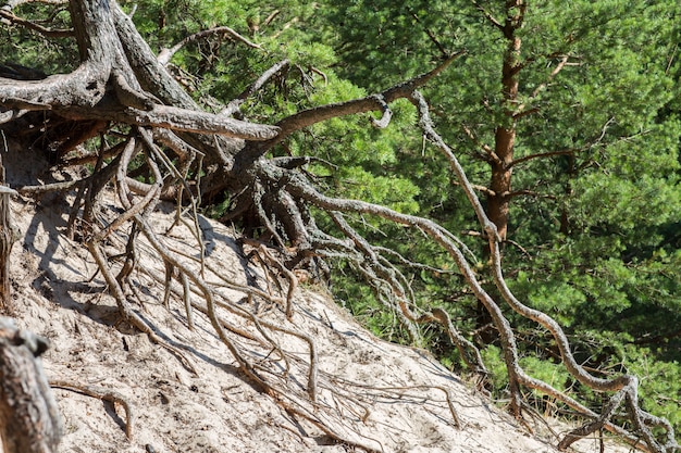 the roots of the old pine stick out of the sand