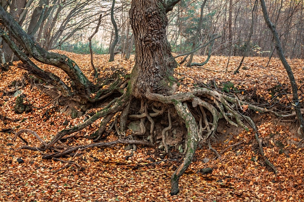 Photo the roots of an old tree
