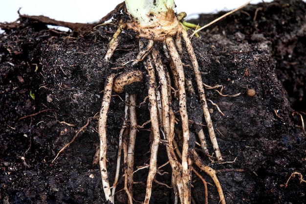 Photo roots of parsley under the soil