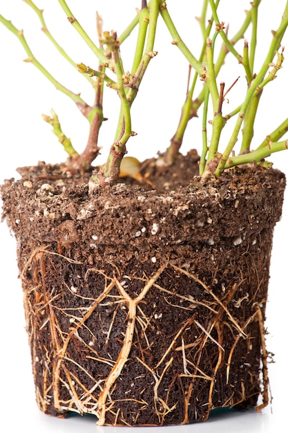 Photo the roots of a rose close up isolated on the white background