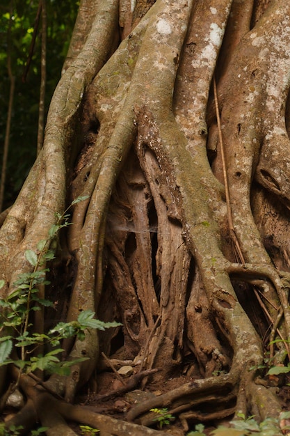 Radici e tronco d'albero in una foresta pluviale