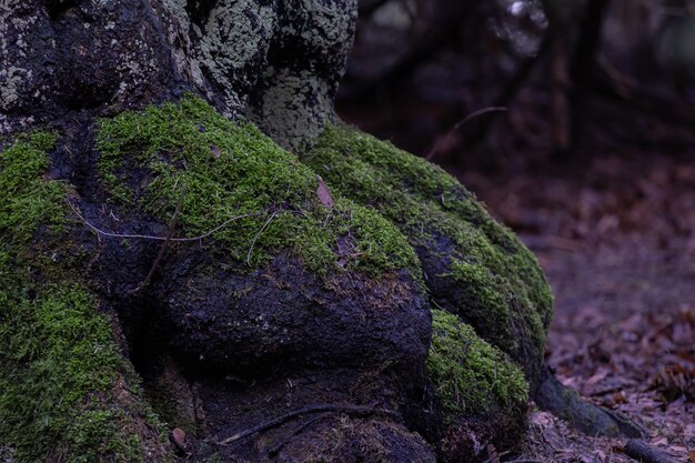 Roots of tree with green moss in autumn forest