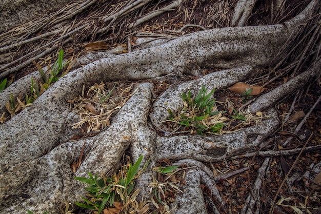 The roots of the tree.