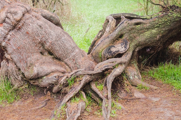 Foto radici di due alberi intrecciati