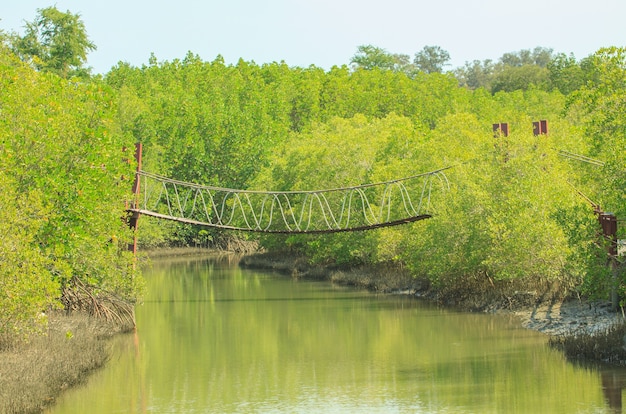 Rope bridge over mangrove forest