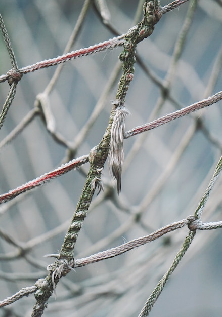 rope web texture background