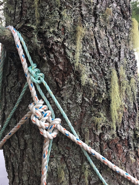 Photo ropes on a tree