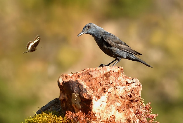 Photo roquero solitario observa una mariposa desde su posadero